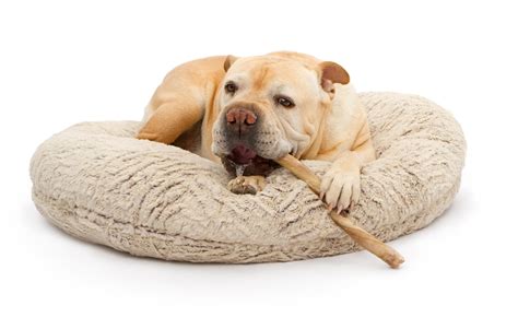 7 Best Dog Bully Sticks and Chews That Are Safer Than Rawhide