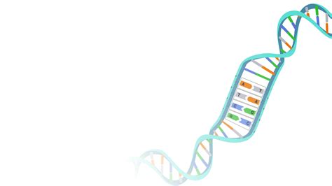 Nucleic Acid