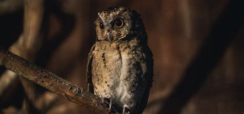 Owl Sound in the Night | Free Sound Effects | Animal Sounds