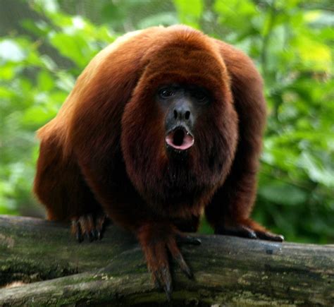 Male howler monkeys have either big howls or big testicules, study says