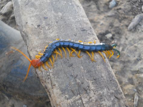 The Sifford Sojournal: Critter Corner - Texas Redheaded Centipede ...