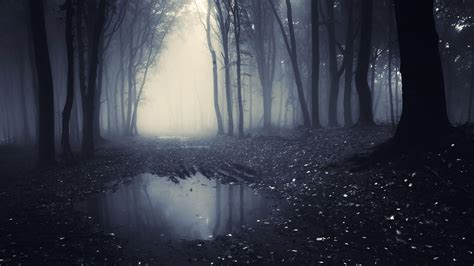 8K Dark Forest Wallpapers - Top Free 8K Dark Forest Backgrounds ...