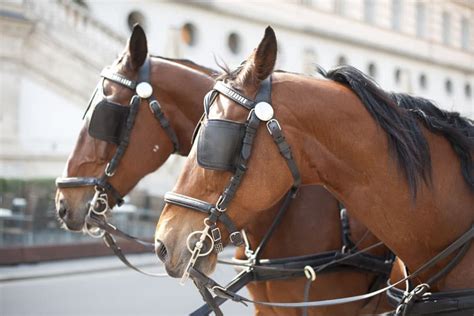 Why Do Horses Need Blinders? – Equestrian Space