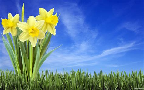 🔥 Download Daffodil Wallpaper by @spacheco | Daffodil Wallpapers ...