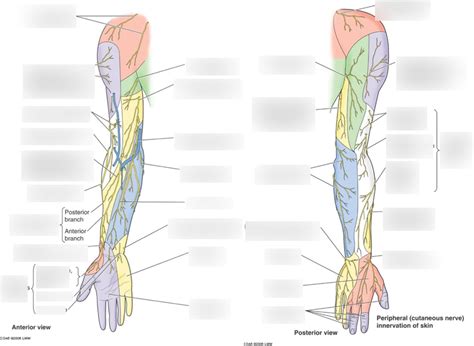 MULTISEGMENTAL CUTANEOUS NERVES OF UPPER LIMBS Diagram | Quizlet