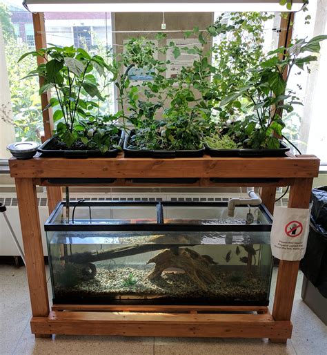 Aquaponics setup at my University : r/Aquariums