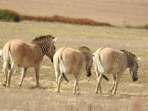 Can the quagga be resurrected? Part I: The origin story