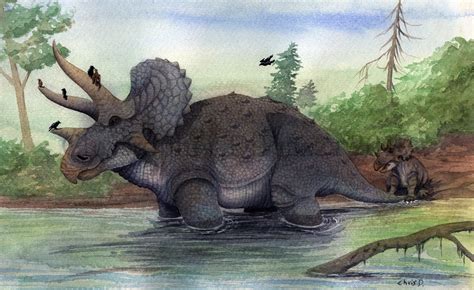 Prehistoric Beast of the Week: Triceratops: Beast of the Week