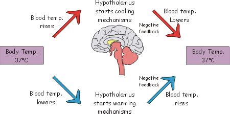 GCSE Biology: How the Body Controls Temperature