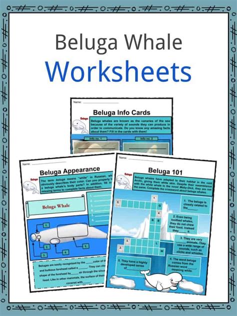 Beluga Whales Facts, Worksheets, Habitat, Anatomy and Life Cycle For Kids