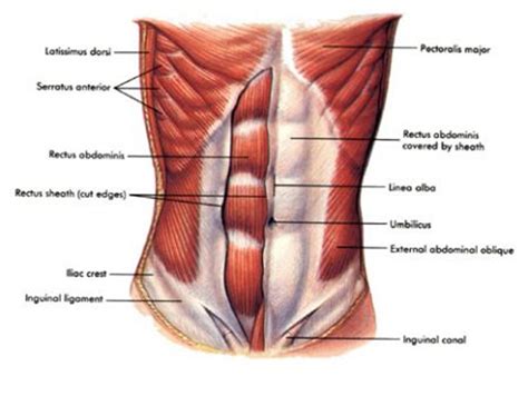 Core Muscles: Core Muscles Layers