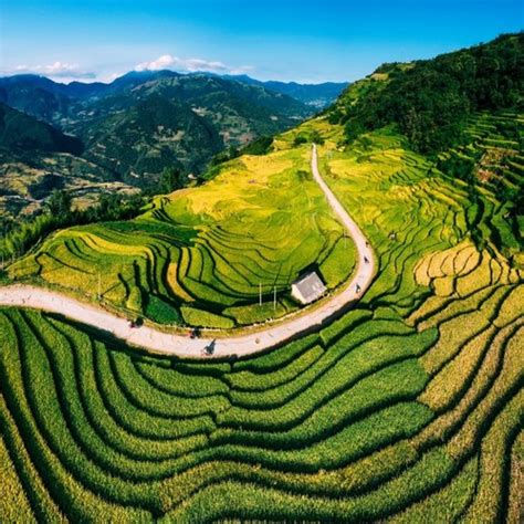 Best locations to catch the sight of ripened rice terraces