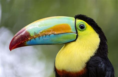 Stunning Toucan: Vibrant HD Wallpaper