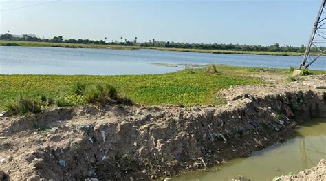 Chennai: Rotary Club of Madras begins restoration of Sithalapakkam lake ...