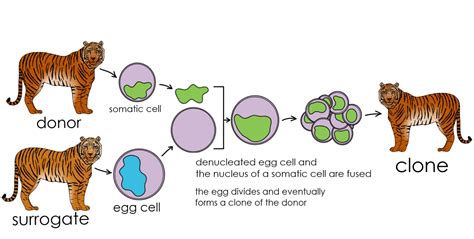 Cloning Process