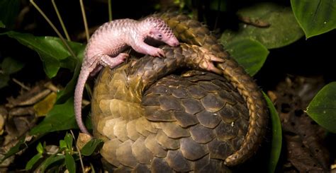 Pangolin Baby