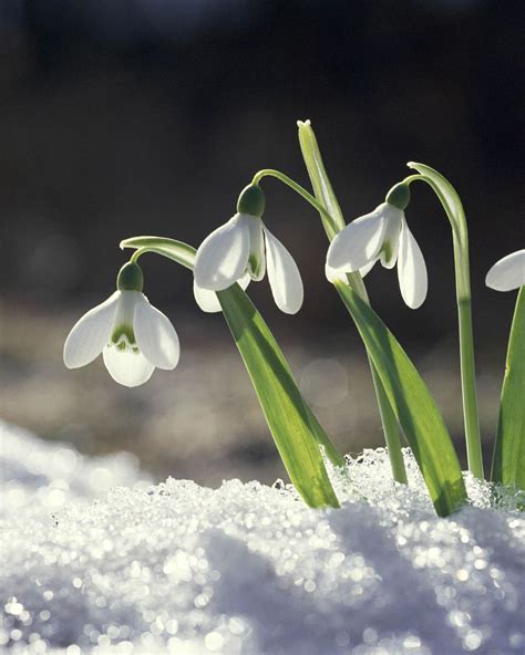 Snowdrops: Beautiful Winter Flowers for Your Garden