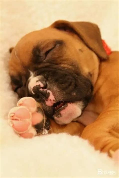 16 Boxer Dogs Sleeping In Totally Ridiculous Positions - Dog Red Line