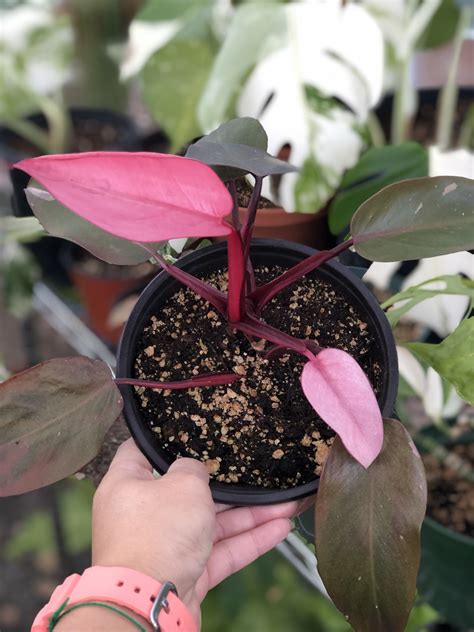 Philodendron Pink Princess | Pink leaves, Rare plants, Plants