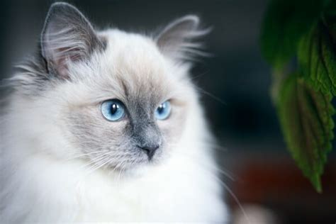 7 Interesting Facts About Cat Eye Colors: Vision, Kittens & Coat Impact ...