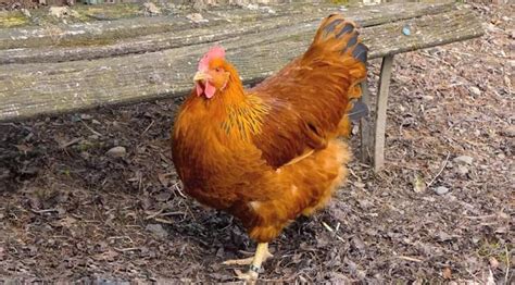 New Hampshire Chicken: Eggs, Height, Size and Raising Tips | Red ...