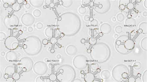 Could RNA folding play a role in the origin of life? | Penn State ...