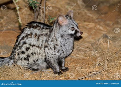 Large-spotted Genet in Natural Habitat Stock Photo - Image of spotted ...