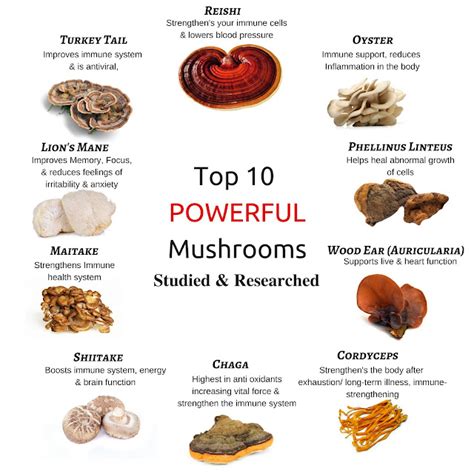 Organic Mushroom Powder Benefits| Nourishing Nutrients ...