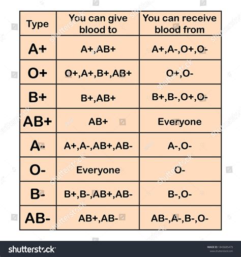 Human Blood Types Chart Blood Groups Stock Vector (Royalty Free) 1843685479