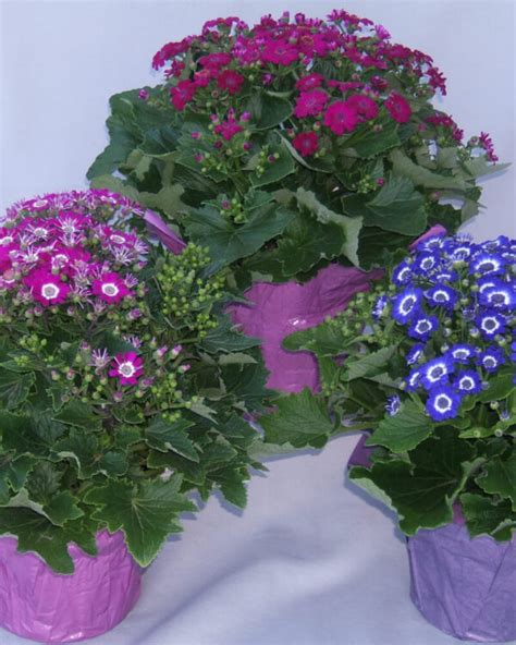 Cineraria - Sunlet Nursery