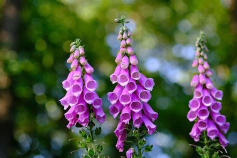 How to Grow Foxgloves, a Cottage Garden Favorite - Dengarden