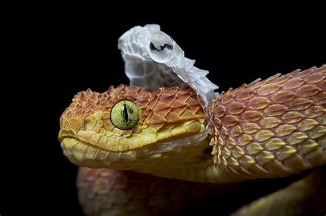 Snakes don't shed their skin, they shed their shed? | Reptile Shows of ...