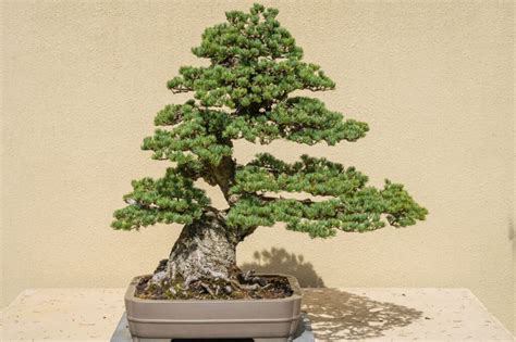 Discover The 20+ Different Types of Bonsai Trees