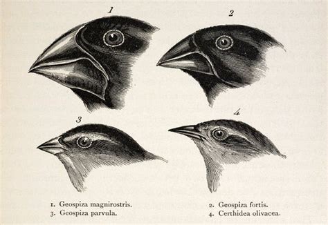 On the Evolution of Darwin's Finches - NaturPhilosophie