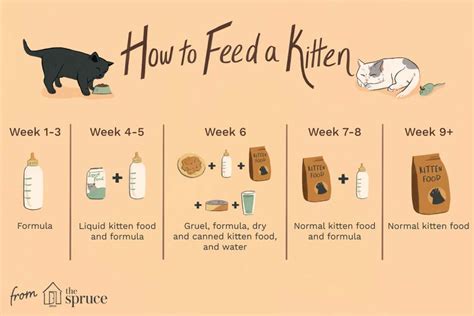 Kitten Feeding Schedule for Newborns to 8 Weeks