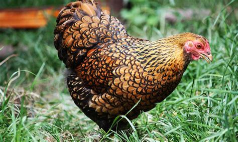 What Chicken Breeds are best for your farm… backyard? – urbanfarming.io