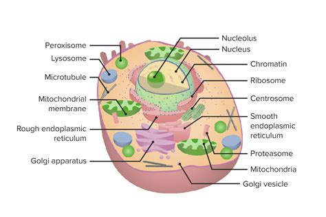 The Cell: Organelles | Concise Medical Knowledge