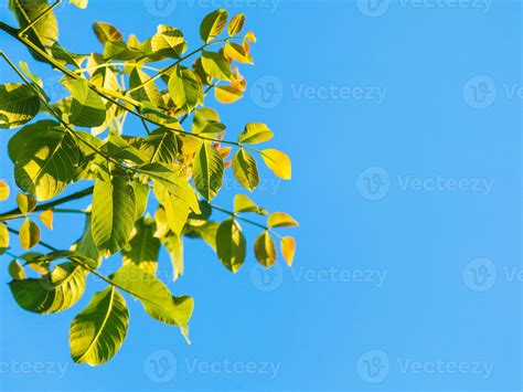 green leaves of walnut tree and blue sky 12022085 Stock Photo at Vecteezy