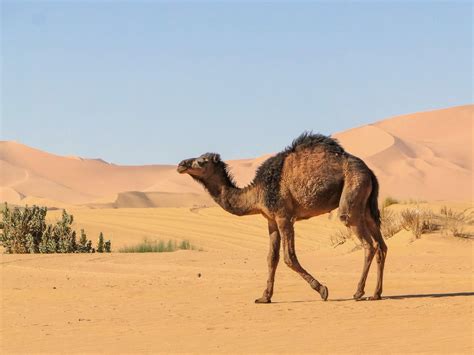 Camel Predators In The Sahara Desert / The sahara has one of the ...