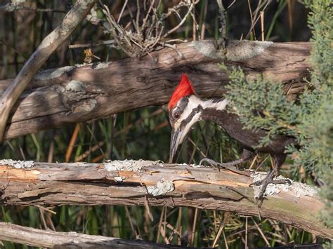 Do Birds Eat Ants? (Complete Guide) | Birdfact