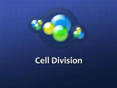 PPT - Cell Division PowerPoint Presentation, free download - ID:2471699