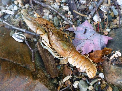 crayfish! | Pond habitat, Crayfish, Habitats