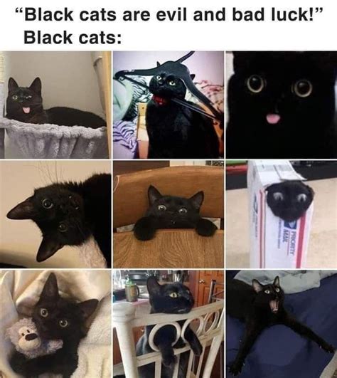 #black cats #animals #meme #funny catchymemes @catchymemes