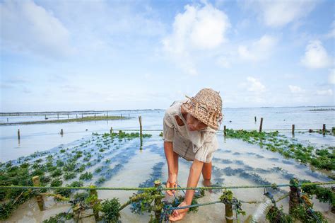 Seaweed Farming May Help Tackle Global Food Insecurity | Tufts Now