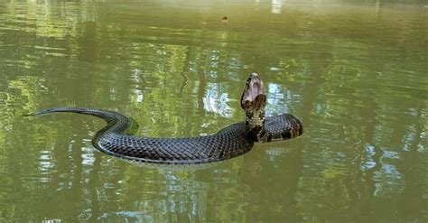 Can A Water Moccasin Bite Kill A Dog