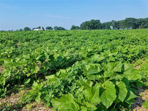 sunflower-field 7.9 - Friends of Pope Farm Conservancy