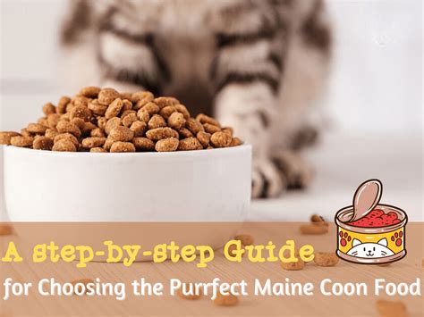 A 5-step Guide for Choosing the Purrfect Maine Coon Cat Food - Love ...