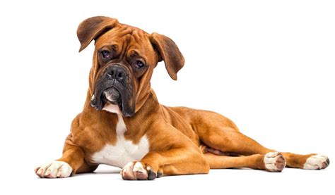 Boxer: Friendly, athletic dogs that make good watchdogs