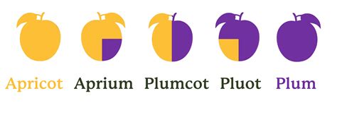 Understanding Stone Fruit Hybrids: Aprium, Plumcot, and Pluot ...