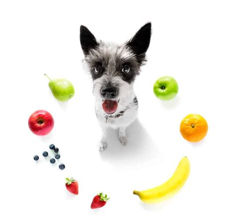 Low-Calorie Dog Food 101: Is It Best For Your Pet?